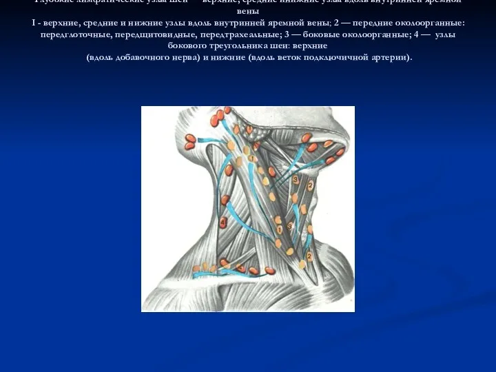 Глубокие лимфатические узлы шеи — верхние, средние инижние узлы вдоль