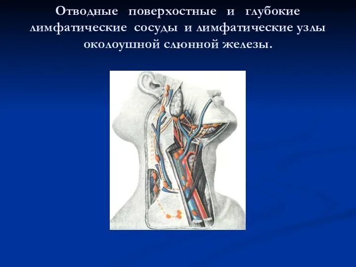 Отводные поверхостные и глубокие лимфатические сосуды и лимфатические узлы околоушной слюнной железы.