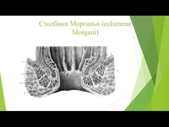 Столбики Морганьи (columnae Morgani)