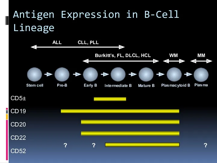 Antigen Expression in B-Cell Lineage Pre-B Early B Mature B