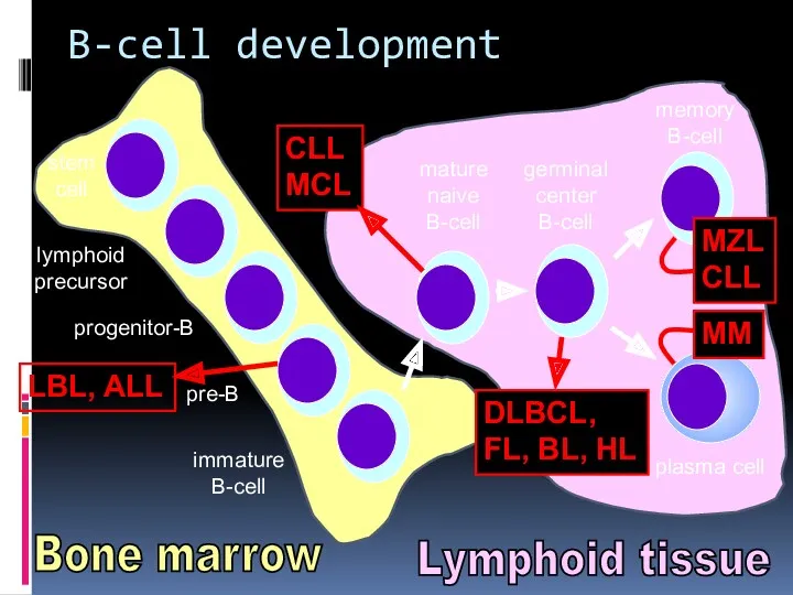 B-cell development