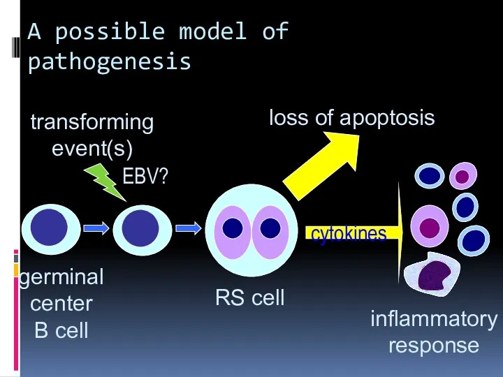 A possible model of pathogenesis germinal center B cell transforming