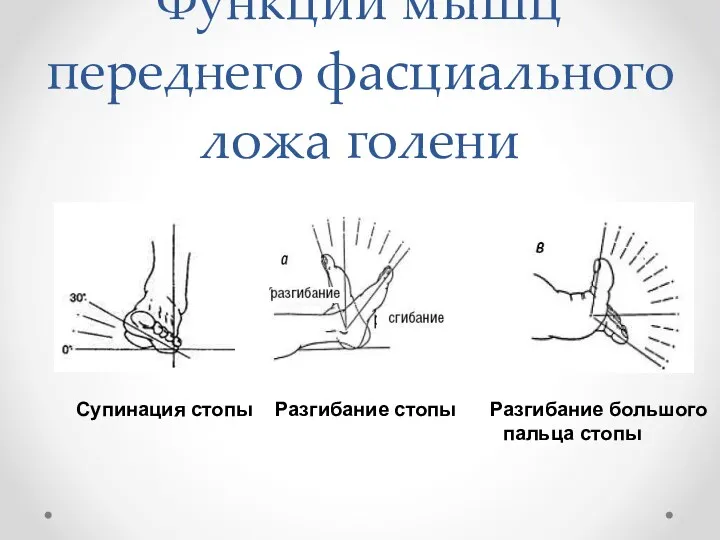 Функции мышц переднего фасциального ложа голени Супинация стопы Разгибание стопы Разгибание большого пальца стопы