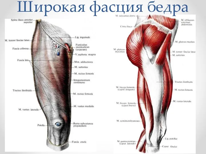 Широкая фасция бедра