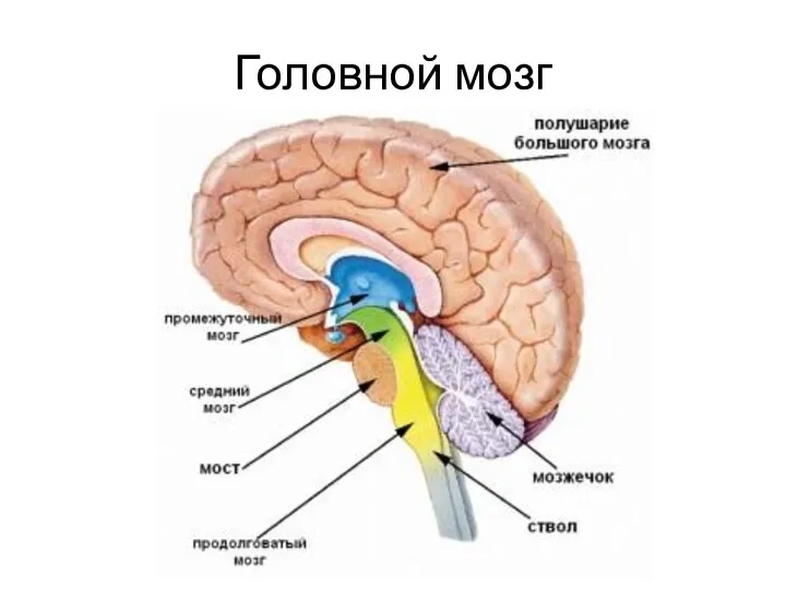 Головной мозг