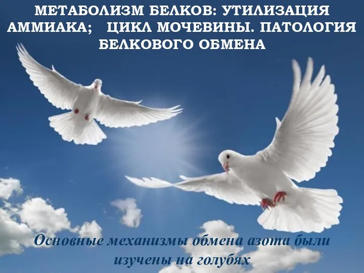 Метаболизм белков: утилизация аммиака; Цикл мочевины. Патология белкового обмена