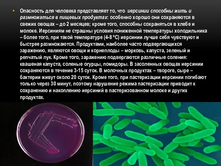 Опасность для человека представляет то, что иерсинии способны жить и