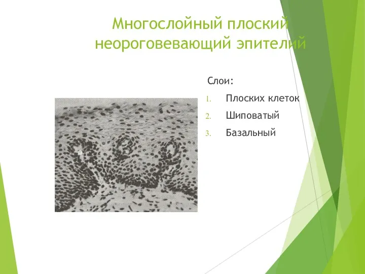 Многослойный плоский неороговевающий эпителий Слои: Плоских клеток Шиповатый Базальный