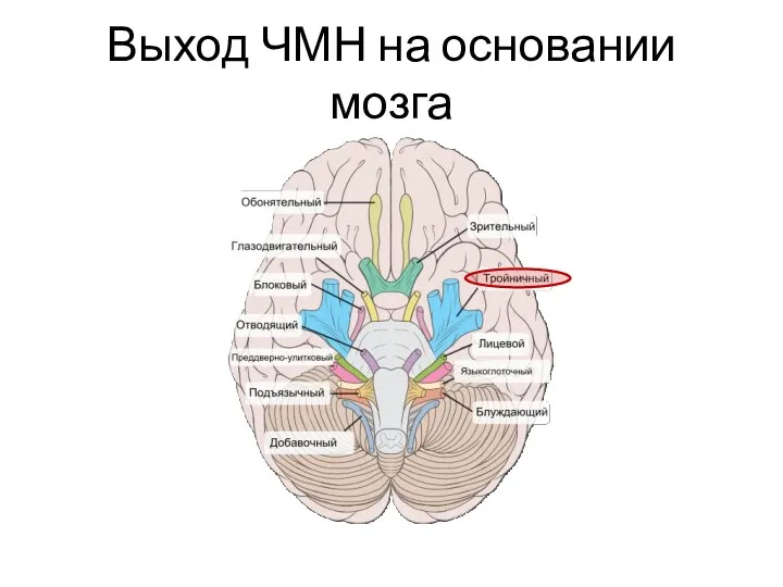 Выход ЧМН на основании мозга