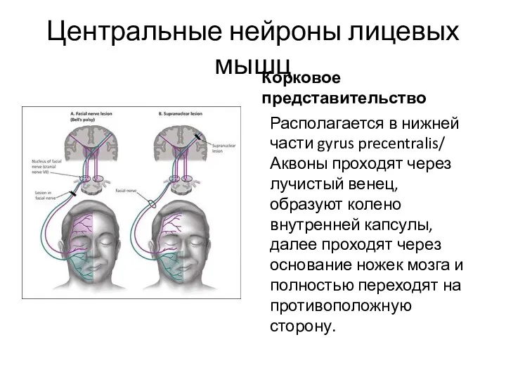 Центральные нейроны лицевых мышц Корковое представительство Располагается в нижней части