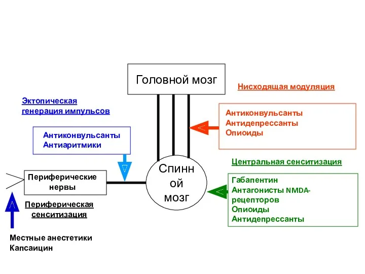 Средства лечения невропатической боли: основные точки приложения Спинной мозг Головной мозг Нисходящая модуляция