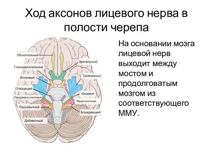 Ход аксонов лицевого нерва в полости черепа На основании мозга лицевой нерв выходит