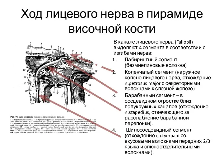 Ход лицевого нерва в пирамиде височной кости В канале лицевого