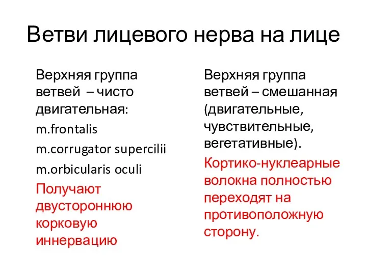 Ветви лицевого нерва на лице Верхняя группа ветвей – чисто