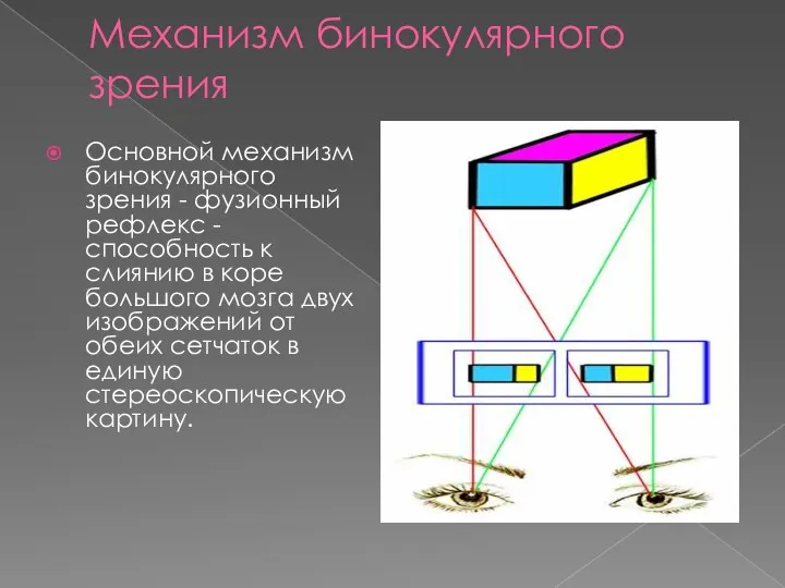 Механизм бинокулярного зрения Основной механизм бинокулярного зрения - фузионный рефлекс