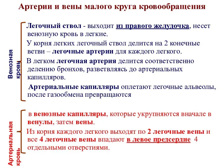 Артерии и вены малого круга кровообращения Легочный ствол - выходит