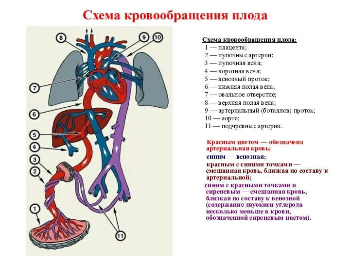 Схема кровообращения плода Схема кровообращения плода: 1 — плацента; 2