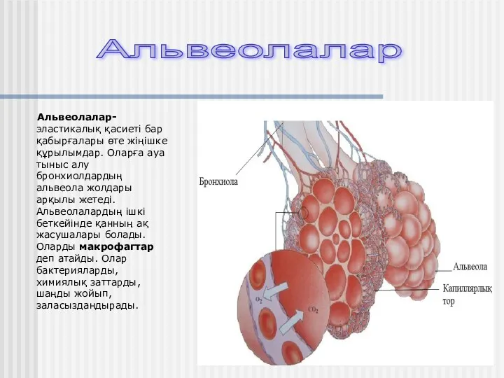 Альвеолалар- эластикалық қасиеті бар қабырғалары өте жіңішке құрылымдар. Оларға ауа