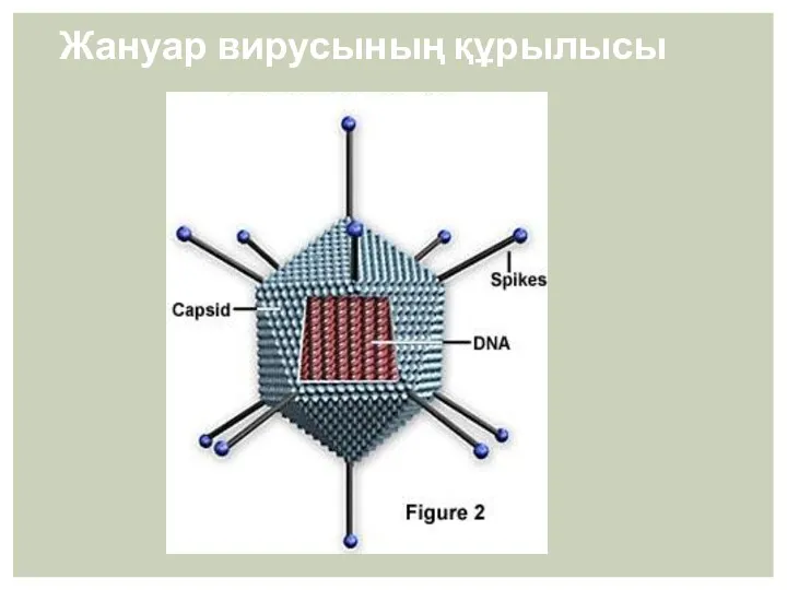 Жануар вирусының құрылысы