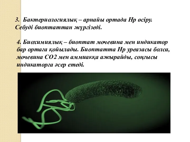 4. Биохимиялық – биоптат мочевина мен индикатор бар ортаға қойылады.