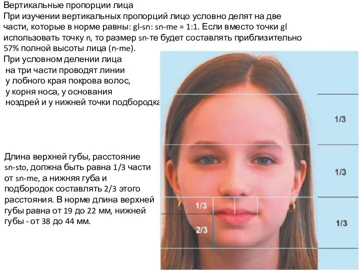 Вертикальные пропорции лица При изучении вертикальных пропорций лицо условно делят