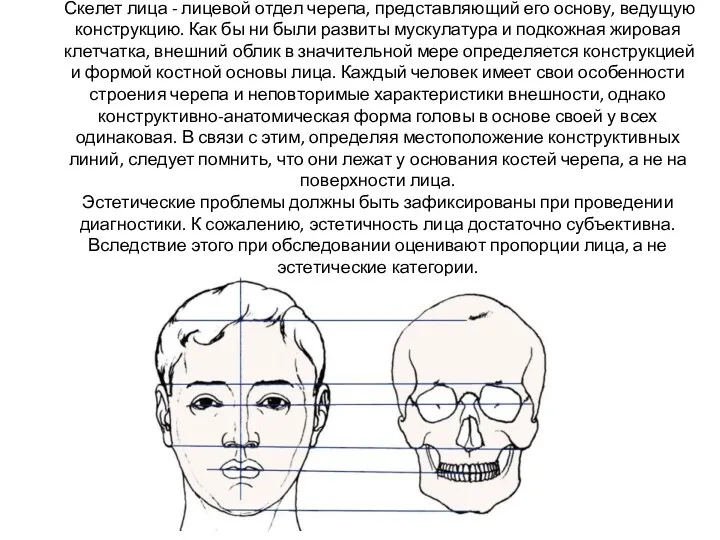 Скелет лица - лицевой отдел черепа, представляющий его основу, ведущую