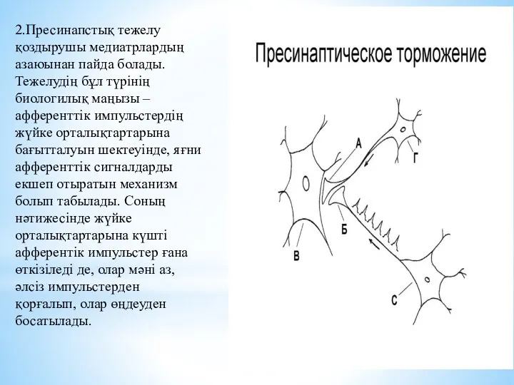 2.Пресинапстық тежелу қоздырушы медиатрлардың азаюынан пайда болады. Тежелудің бұл түрінің