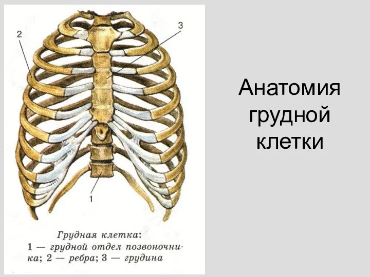 Анатомия грудной клетки