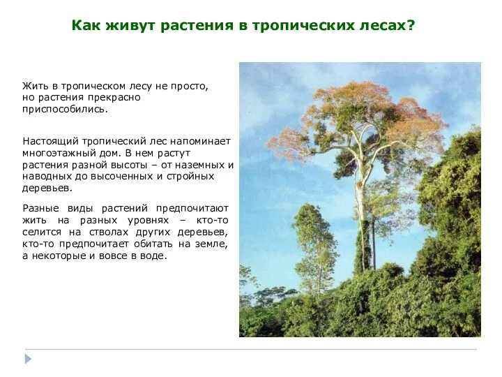 Как живут растения в тропических лесах? Жить в тропическом лесу не просто, но