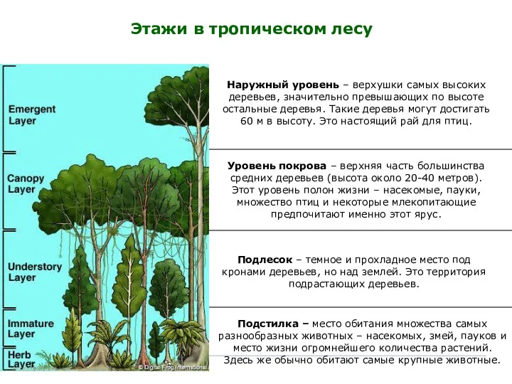 Уровень покрова – верхняя часть большинства средних деревьев (высота около 20-40 метров). Этот