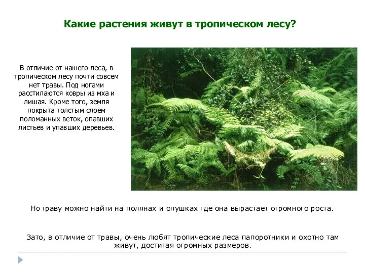 Но траву можно найти на полянах и опушках где она вырастает огромного роста.