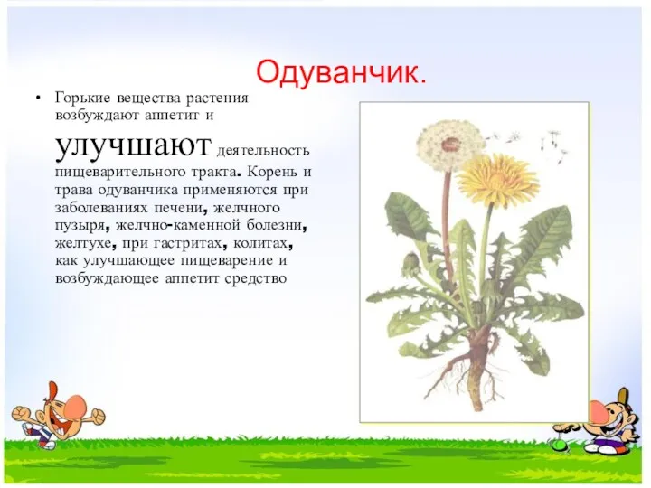 Одуванчик. Горькие вещества растения возбуждают аппетит и улучшают деятельность пищеварительного