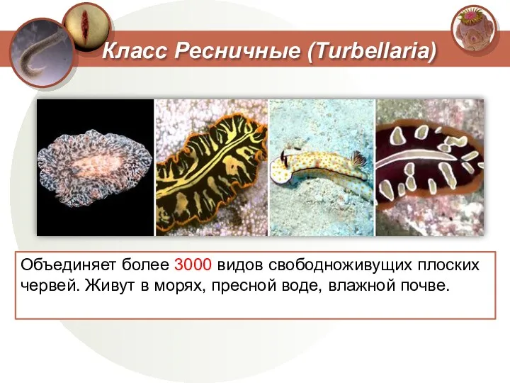 Объединяет более 3000 видов свободноживущих плоских червей. Живут в морях, пресной воде, влажной