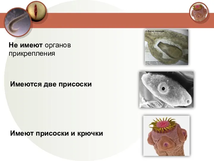 Не имеют органов прикрепления Имеются две присоски Имеют присоски и крючки