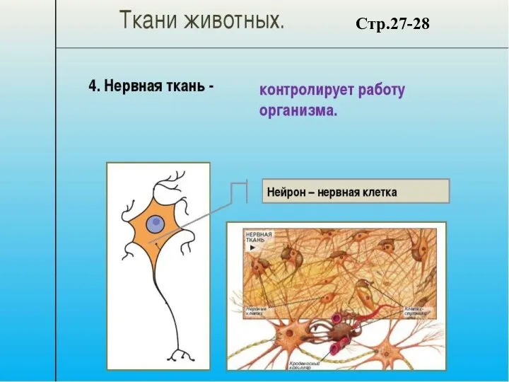 Стр.27-28