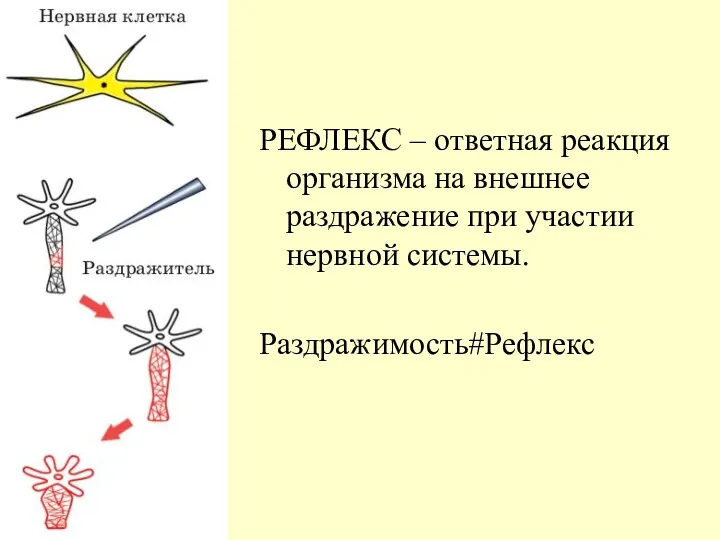 РЕФЛЕКС – ответная реакция организма на внешнее раздражение при участии нервной системы. Раздражимость#Рефлекс