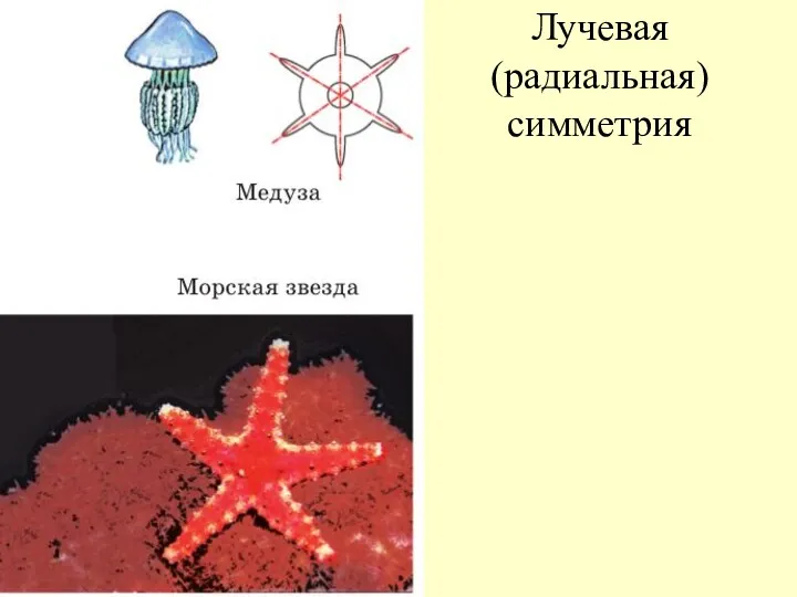 Лучевая (радиальная) симметрия