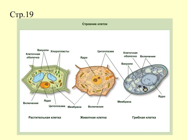 Стр.19