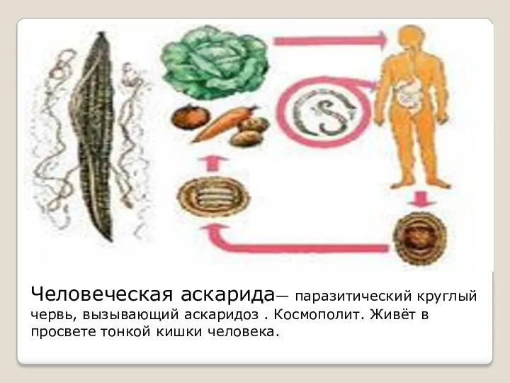 Человеческая аскарида— паразитический круглый червь, вызывающий аскаридоз . Космополит. Живёт в просвете тонкой кишки человека.
