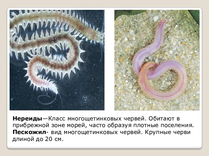 Нереиды—Класс многощетинковых червей. Обитают в прибрежной зоне морей, часто образуя плотные поселения. Пескожил-