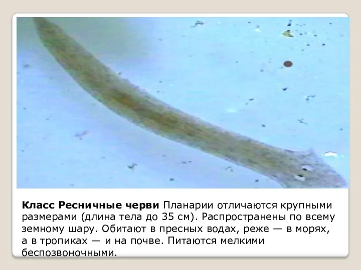 Класс Ресничные черви Планарии отличаются крупными размерами (длина тела до 35 см). Распространены