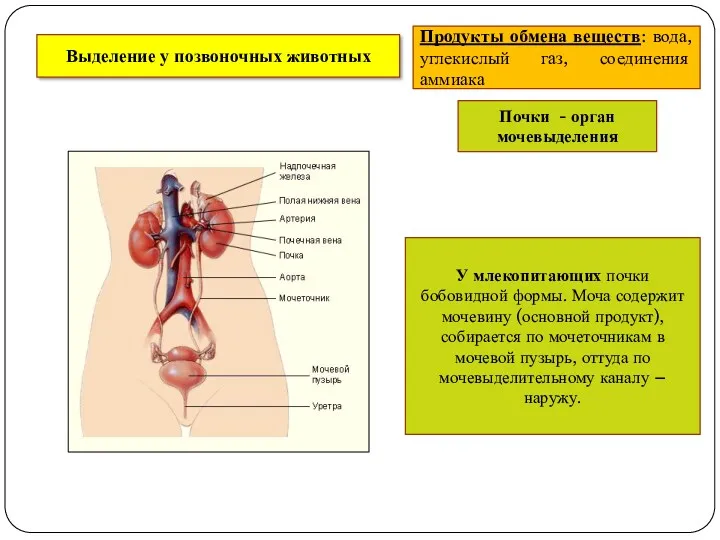 Выделение у позвоночных животных Продукты обмена веществ: вода, углекислый газ, соединения аммиака Почки