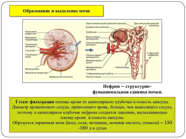 Образование и выделение мочи I этап: фильтрация плазмы крови из капиллярного клубочка в