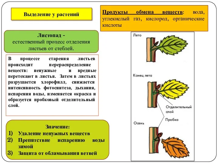 Выделение у растений Продукты обмена веществ: вода, углекислый газ, кислород, органические кислоты Листопад