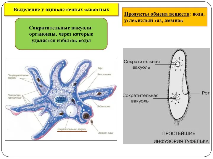 Выделение у одноклеточных животных Продукты обмена веществ: вода, углекислый газ, аммиак Сократительные вакуоли-