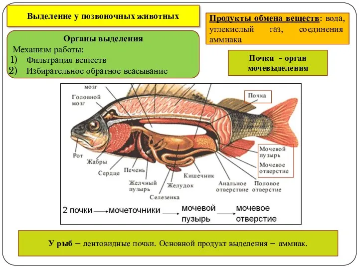 Выделение у позвоночных животных Продукты обмена веществ: вода, углекислый газ, соединения аммиака Органы