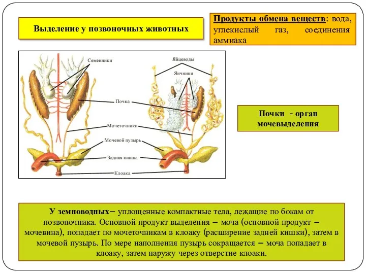 Выделение у позвоночных животных Продукты обмена веществ: вода, углекислый газ, соединения аммиака Почки