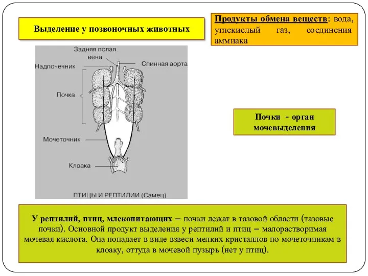 Выделение у позвоночных животных Продукты обмена веществ: вода, углекислый газ, соединения аммиака Почки