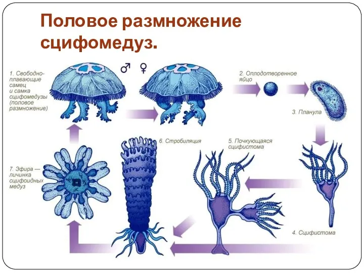 Половое размножение сцифомедуз.