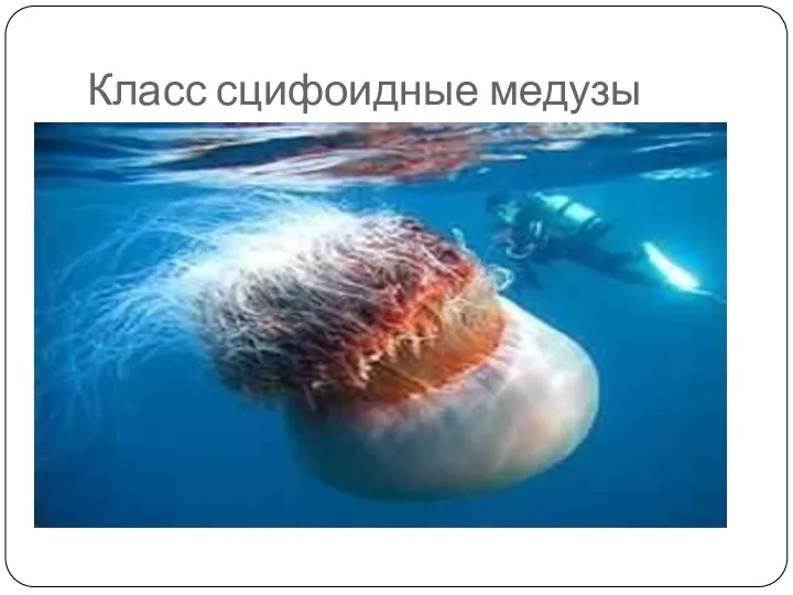 Класс сцифоидные медузы